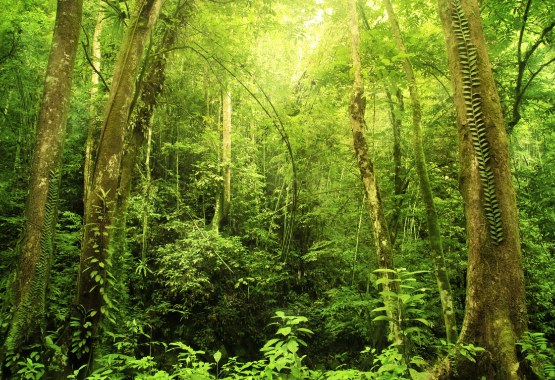 rainforest filled with green trees and bushes, Sabah Borneo
