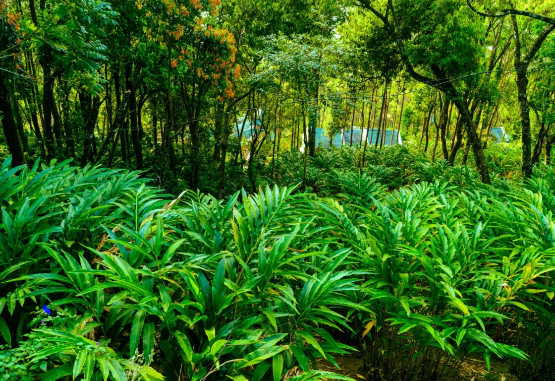 bushes of green leaves in india in the forest and in the distance between the trees the tops of some blue roofs can be seen