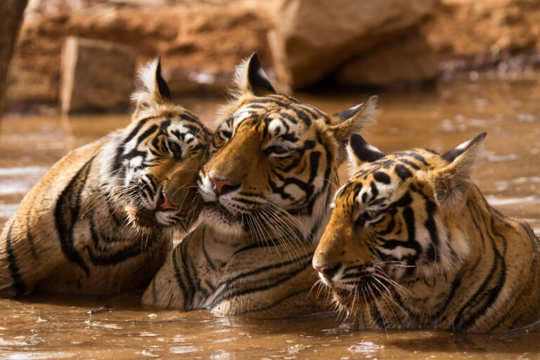 three tigers in muddy water rubbing their heads against each other