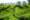 rolling hills in indonesia covered with tea leaves and a path runs through with a couple of trees growing and in the distance more hills with villages can be soon