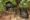treehouse hideaway in india a wooden hut sits on poles high off the ground in the trees and a wooden platform wraps around one of the tree and goes into a set of stairs with the forest all around