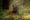 a tiger lying down in the grass captured by Flame of the Forest safari lodge in India