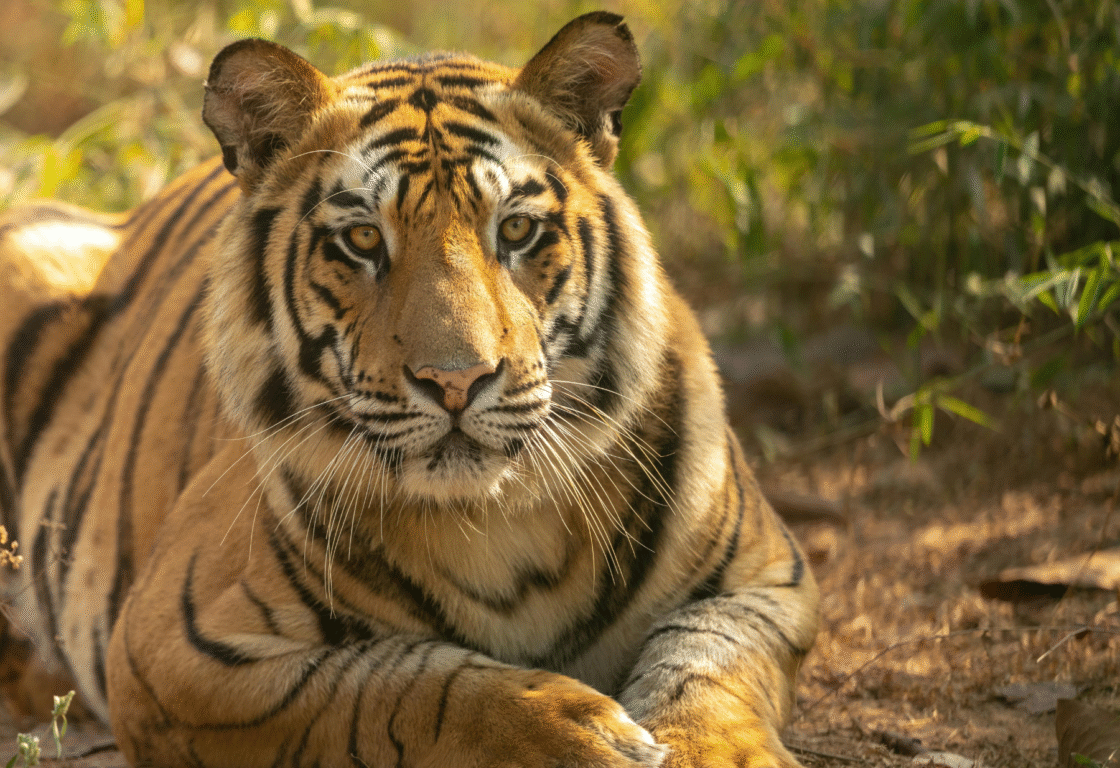 tiger lying on the ground looking into the camera in india with the sun setting behind and some grass in the distance