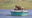 Chambal Safari Lodge in india a blue boat on a lake with four peole inside, one with binoculars looking for wildlife