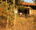 Flame of the Forest in india image of a cottage just at sunset with a few thin trees growing