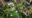satri house birds eye view shows white buildings with columns along the bottom and windows with light green shutters at the top and a small parch of grass what has a pool next to it