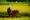 man leading a cow in green field walking through