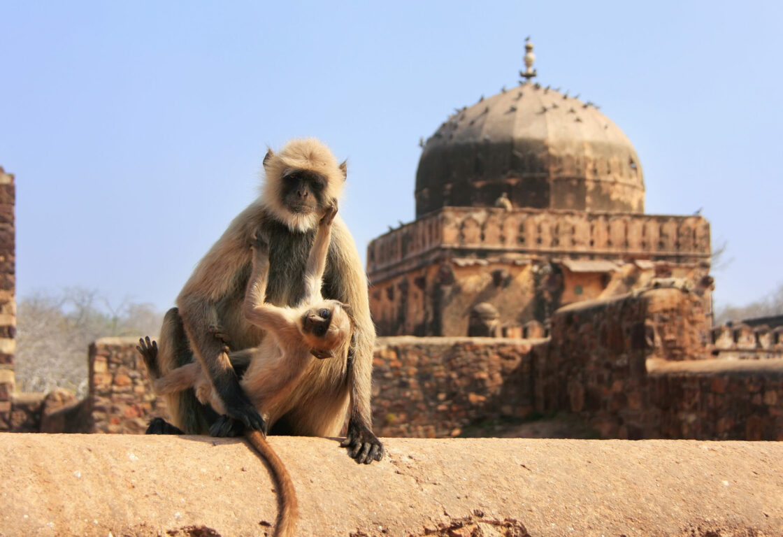 monkey with a baby sit on a ledge with ruins of a mosque-style building in the background