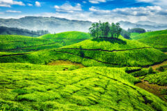 rolling hills covered in greenery and a cluster of trees on one of the hills