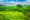 rolling hills covered in greenery and a cluster of trees on one of the hills