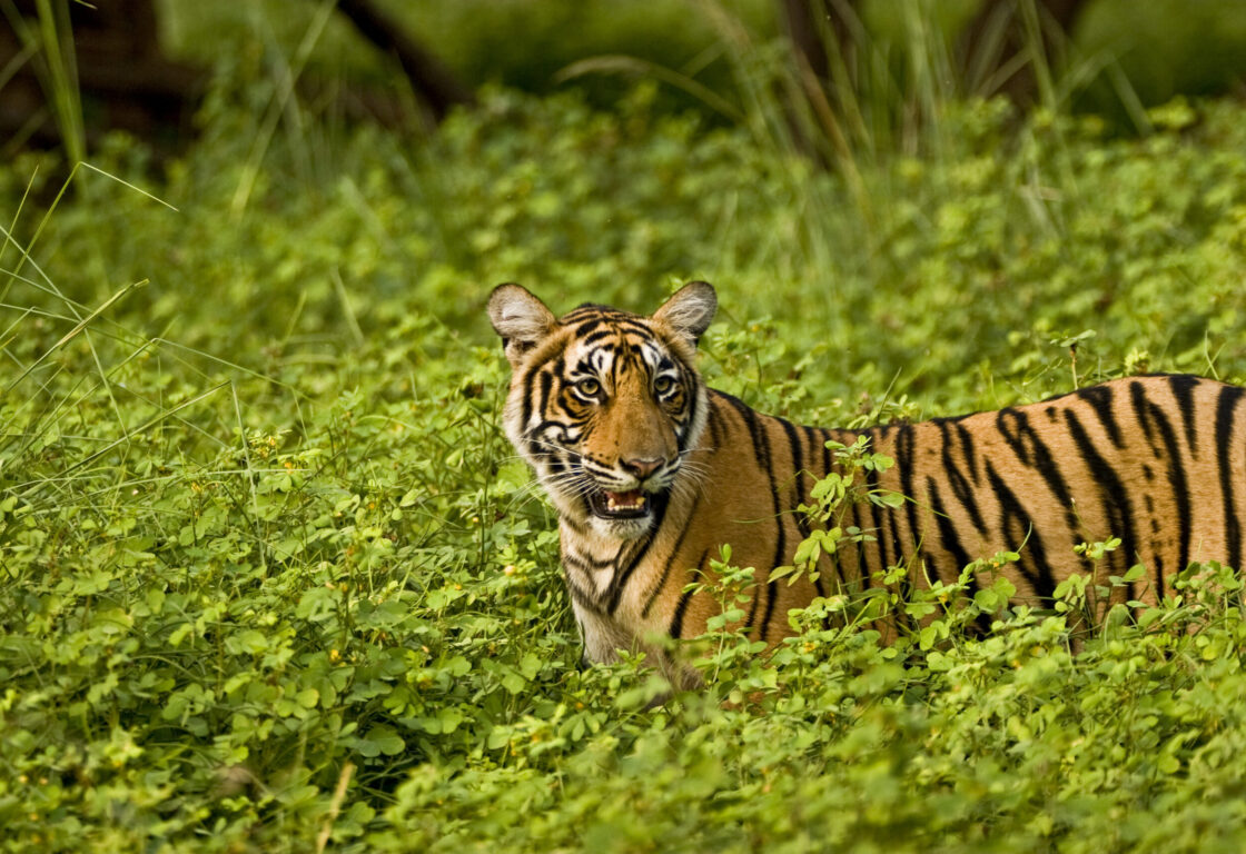 tiger in ranthambore in india standing in tall grass looking off to the side