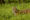 tiger in ranthambore in india standing in tall grass looking off to the side