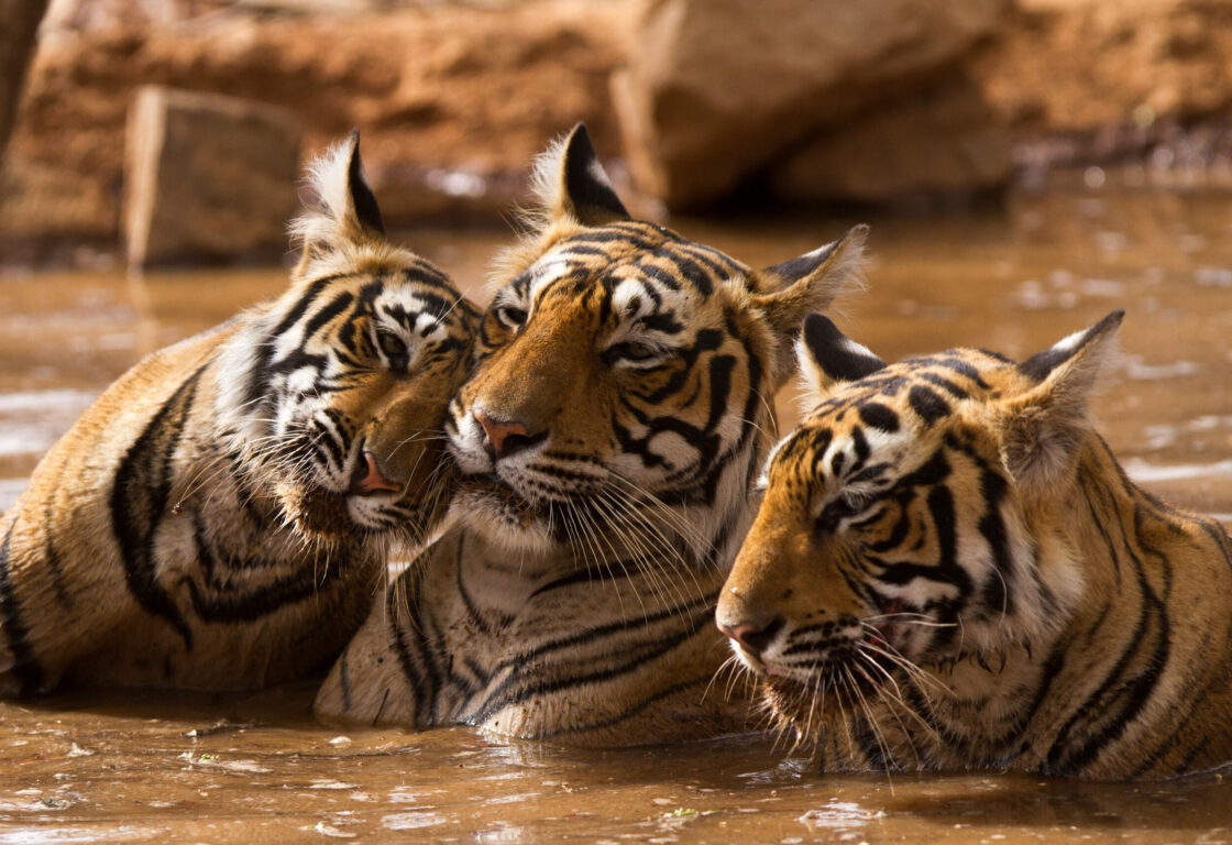 three tigers in muddy water rubbing their heads against each other