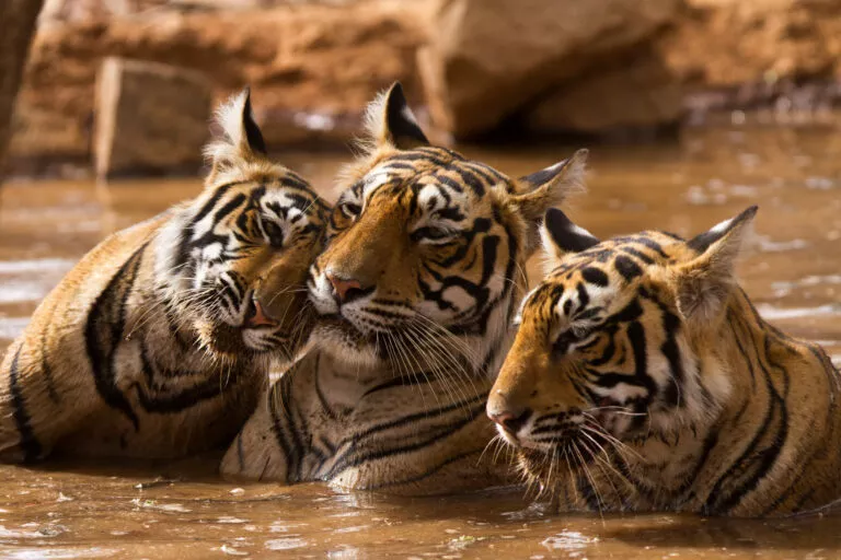 three tigers in muddy water rubbing their heads against each other