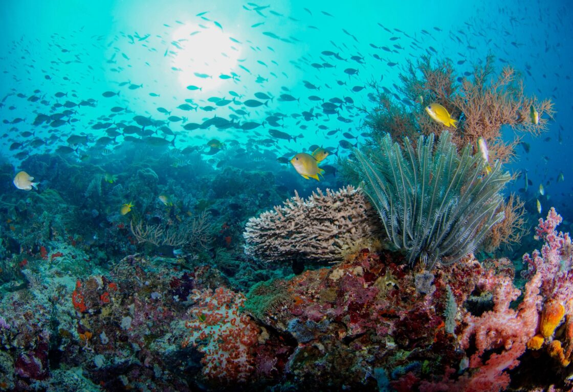 bright and vibrant corals under the sea on Menjangan Island in bali with thousands of fish swimming around