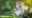 A baby monkey sits on moss covered stones eating a piece of fruit at the ubud monkey forest in bali