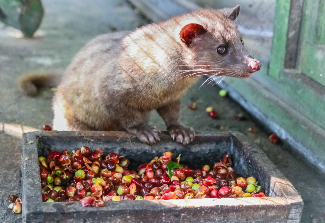 small mammal with long snout and long whiskers with it's front paws on a box containing lots of red and green seeds