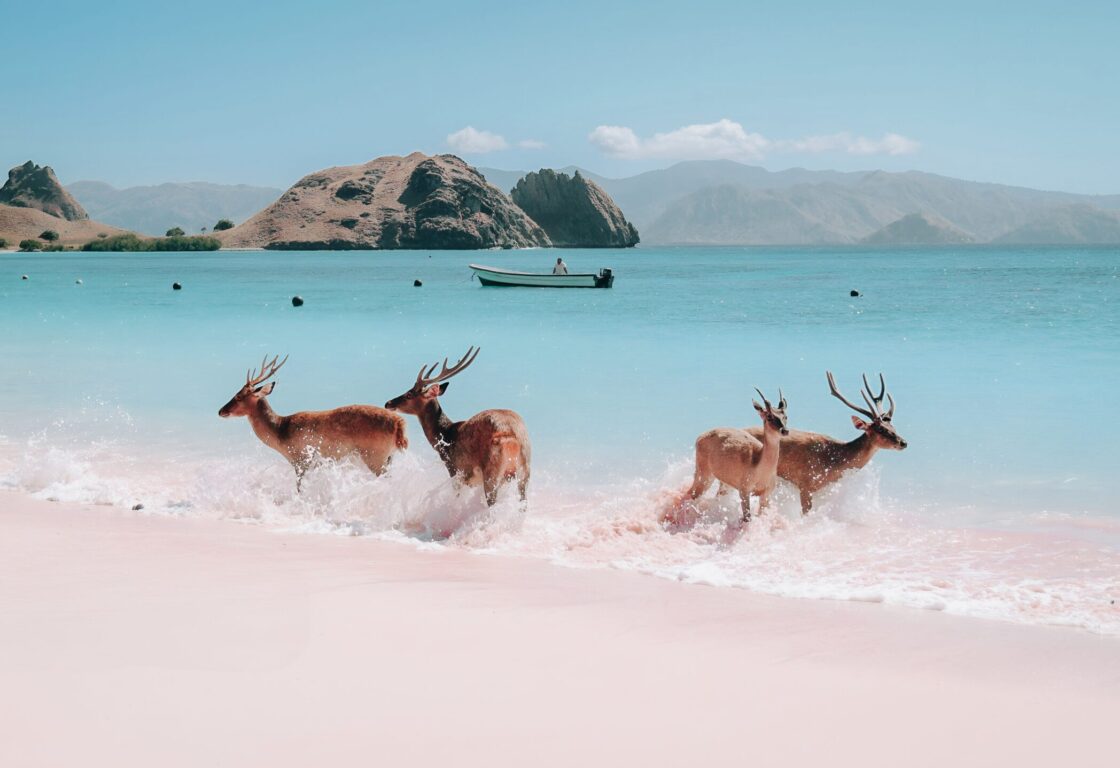 a group of four deer in the turquoise blue sea splashing in indonesia