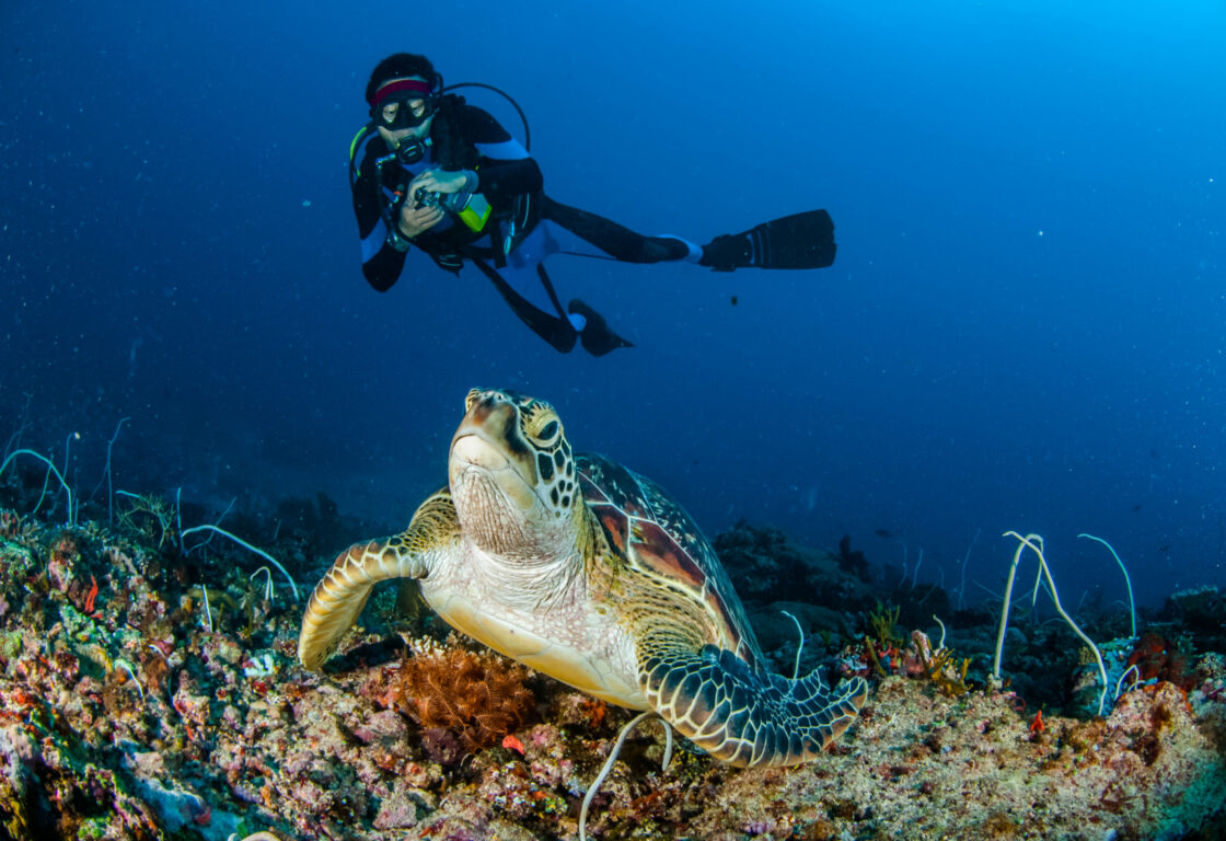 a turtle swims along the bottom of the sea in indonesia and above them is a diver swimming
