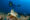 a turtle swims along the bottom of the sea in indonesia and above them is a diver swimming