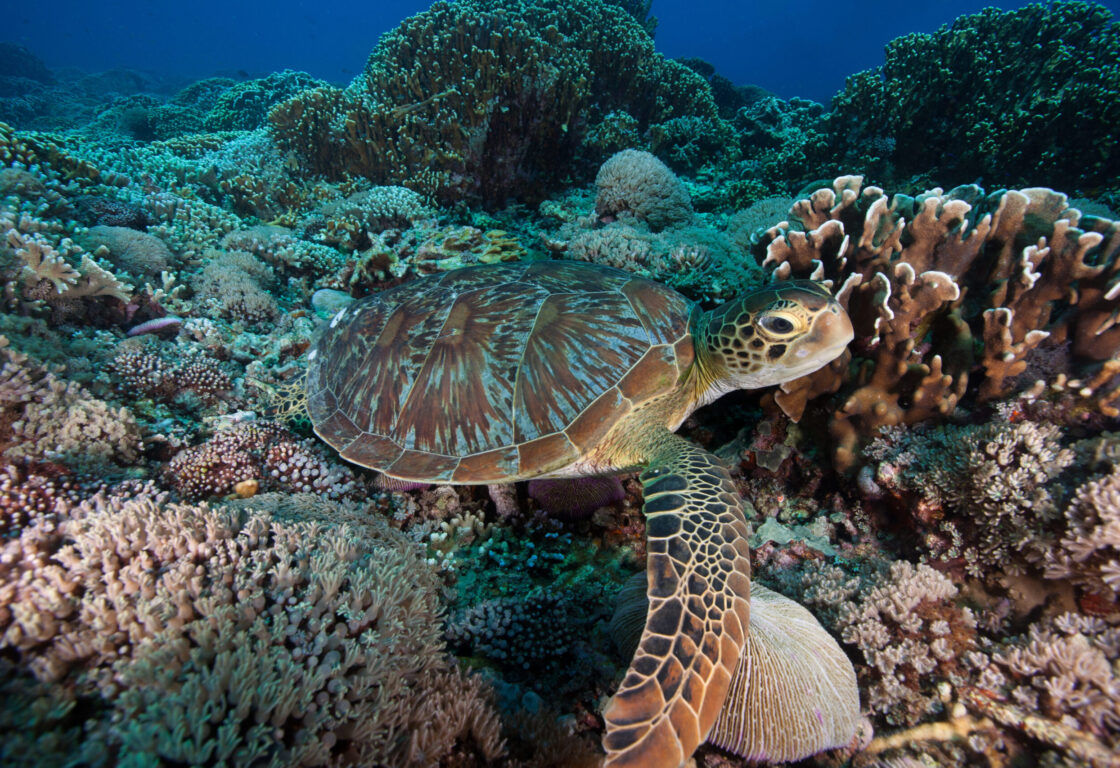 a sea turtle on a bed of coral in indonesia swimming along