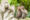 two monkeys sit together looking at a statue of two monkeys where one is covering its eyes and the other covers its mouth in ubud, bali