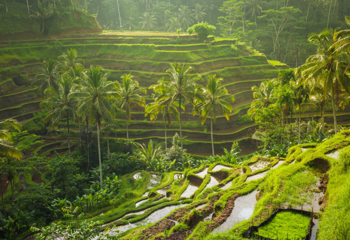 rice terraces stagger down steep hills with little pools at each level and palm trees grow tall from the terraces in bali