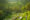 rice terraces stagger down steep hills with little pools at each level and palm trees grow tall from the terraces in bali