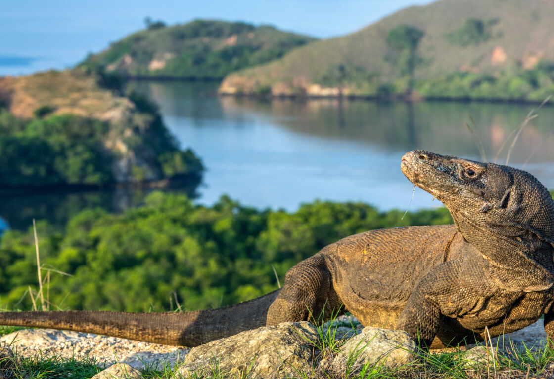 a large lizard like animal stands on rocks with its head turned to the left and in the background there is a still sea and hills