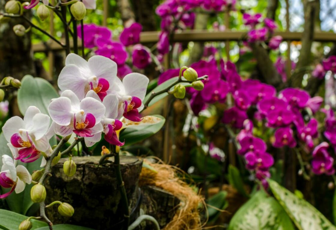 pink orchids in singapore gardens