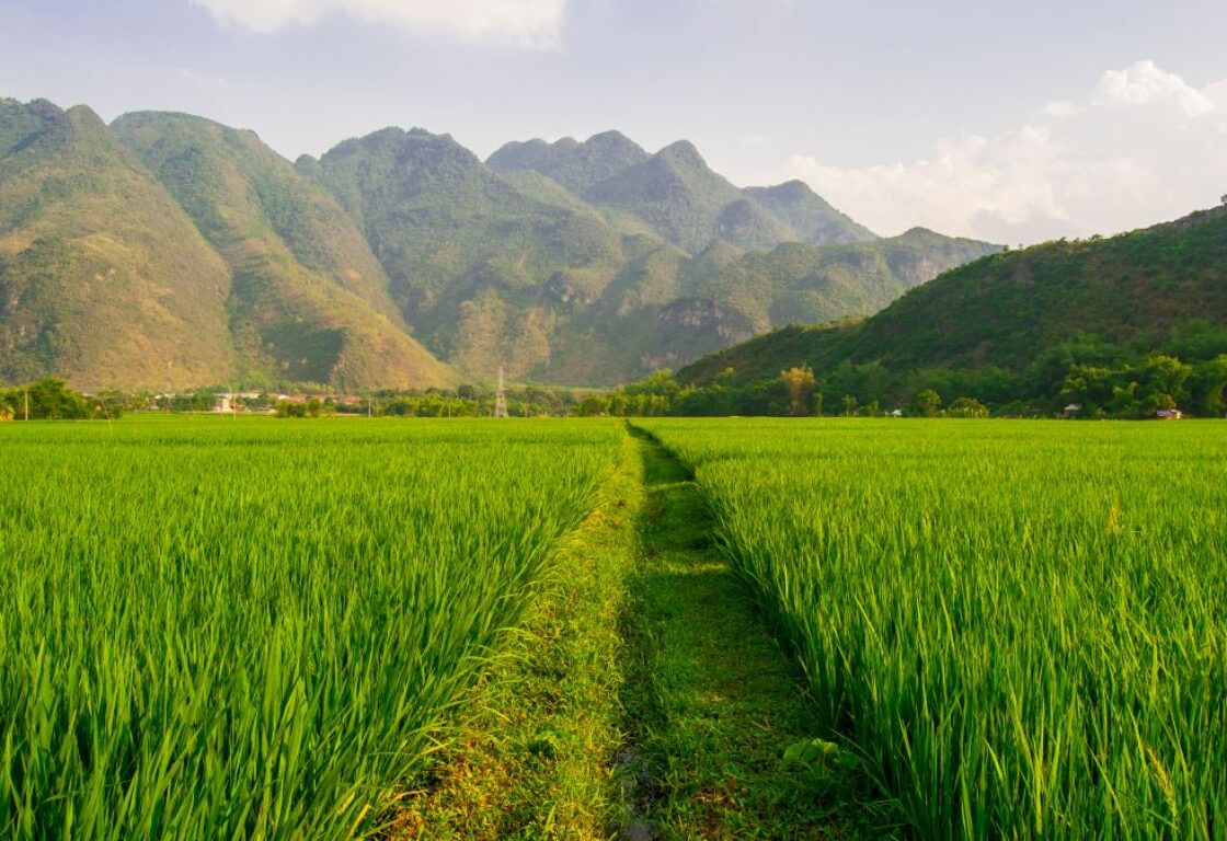 green paddy fields and mountains in the background in mai chau, vietnam
