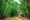 mekong delta framed by greenery in vietnam with people boating down the river