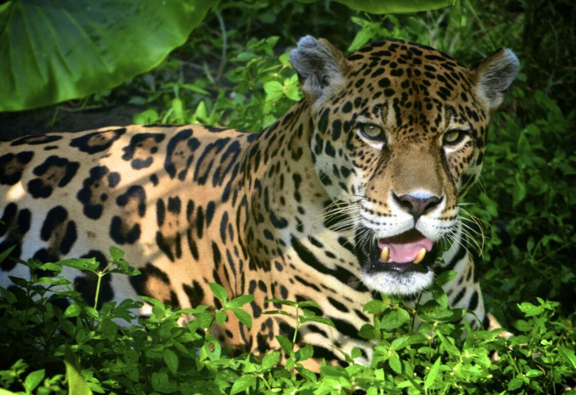 jaguar in the trees