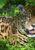 jaguar in the trees