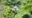 A man wearing a white shirt and shorts dangles on a zip wire which runs through a lush green jungle
