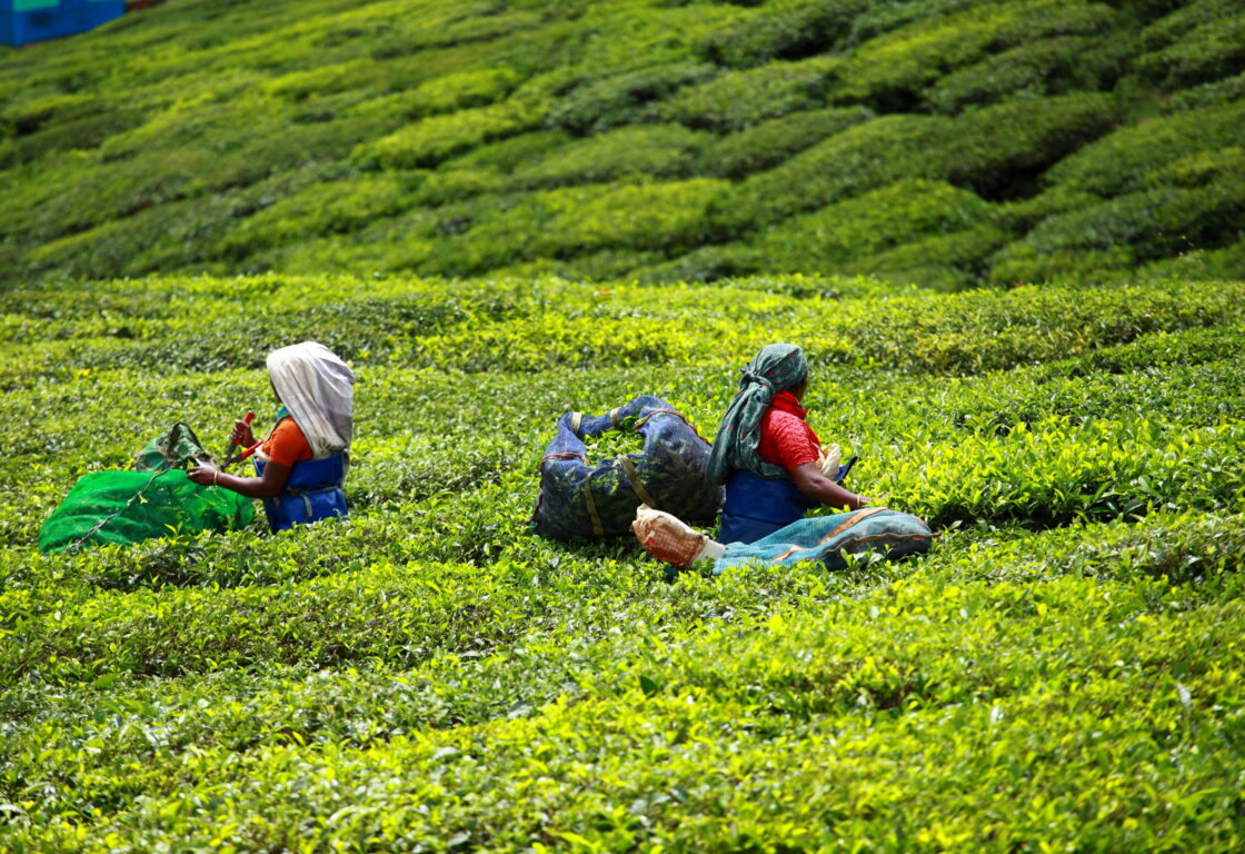 two women in the tea plantations in india with large net bags picking leaves
