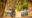 a tiger in india walking through a forest towards the camera with two jeeps parked behind in the distance