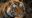 close up of a tiger's face resting on it's front paw