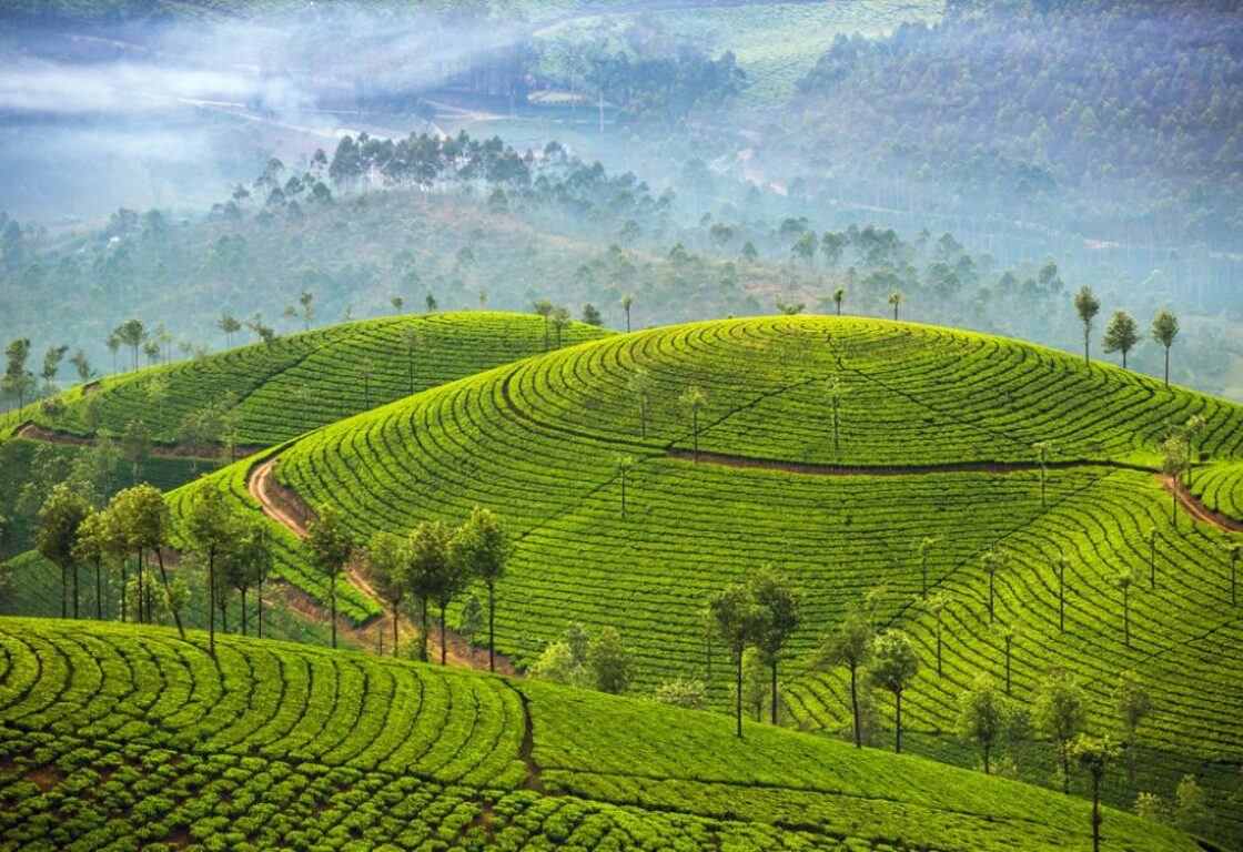 hills full of greenery and thick fog in the background
