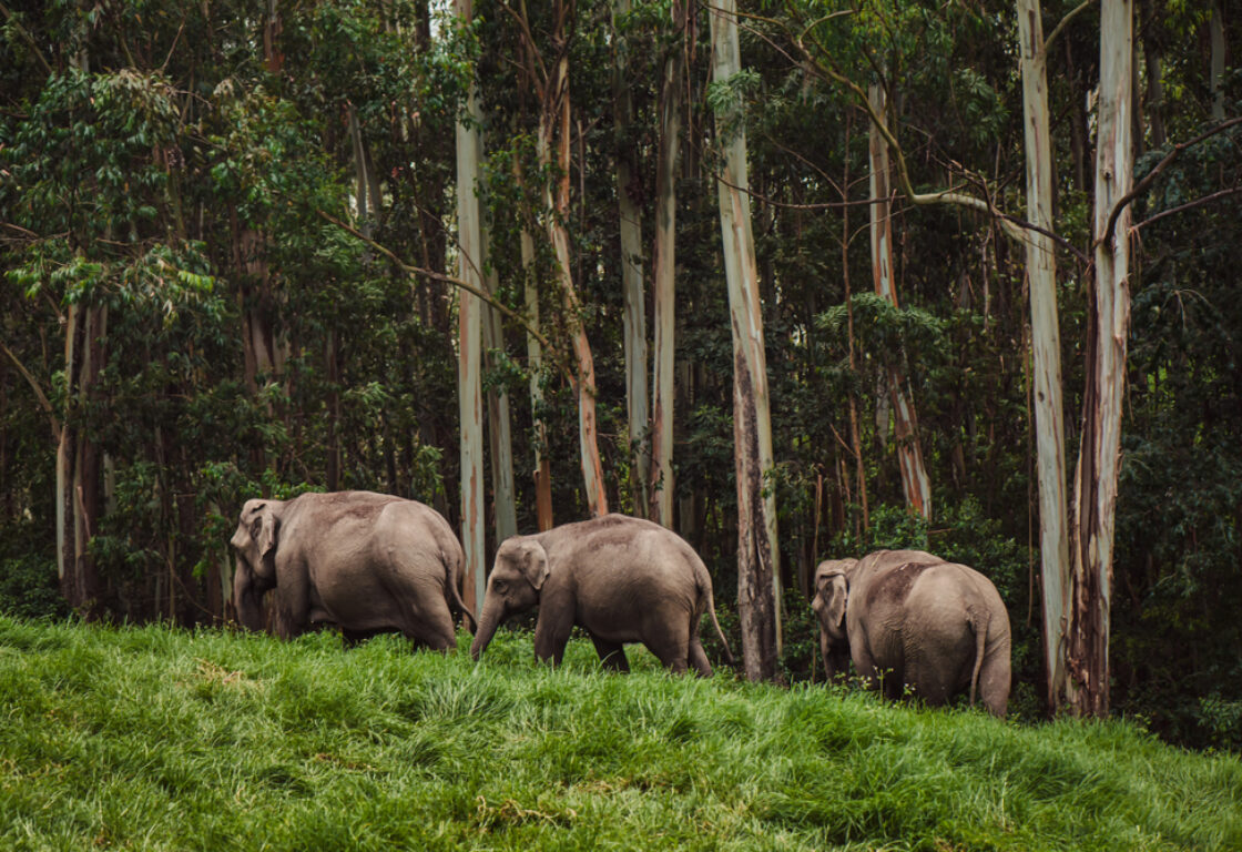 three elephants on the edge of Periyar National Park in india walking in a row