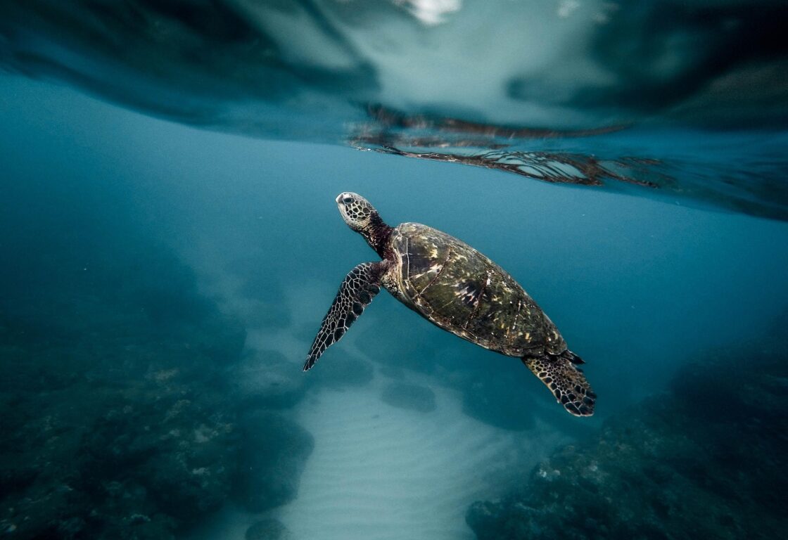 a turtle in the philippines swims on it's own in clear water heading towards the surface and in the background there are rocks and a section of clear white sand