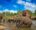 Elephants in Sri Lanka