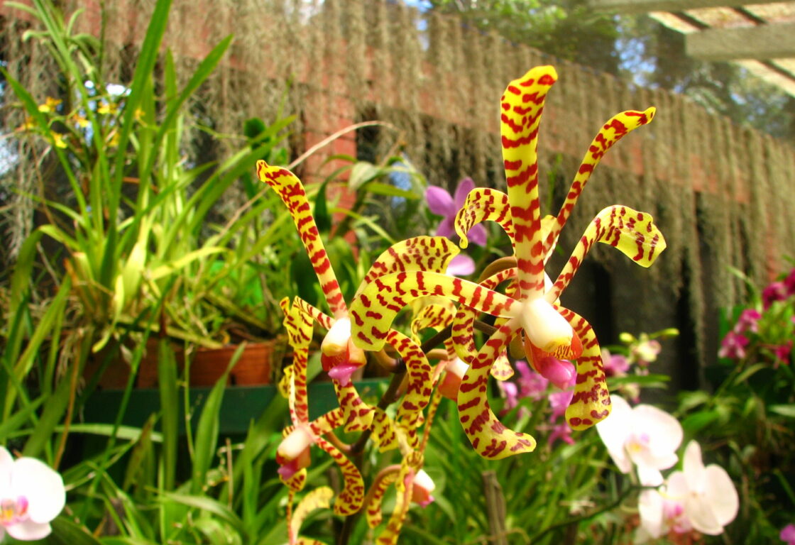 wild flowers in Botanical Gardens, Sri Lanka featuring grass, yellow, pink and white flowers