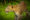 Leopard in Yala National park, wildlife holiday