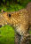 Leopard in Yala National park, wildlife holiday