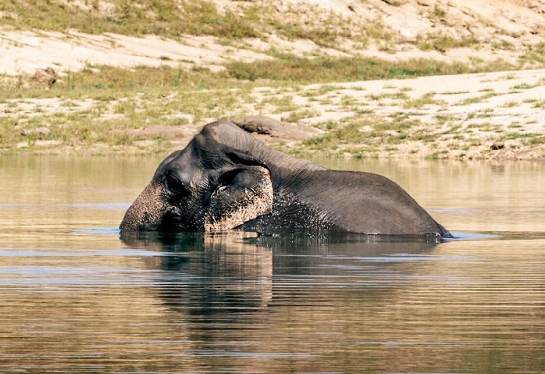 swimming elephants at Gal Oya National Park