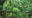 balcony overlooking greenery in front of the property