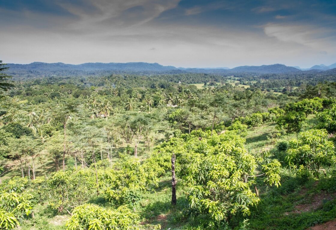 view of Matale plantations in Sri Lanka