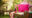 wooden bench in the garden with pink cushions in Mango House, Sri Lanka