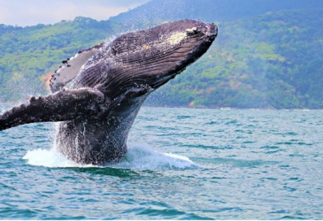 Whale in the ocean